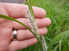 Carex lacustris