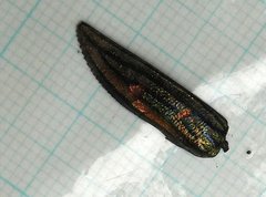 Chrysochroini