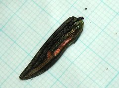 Chrysochroini