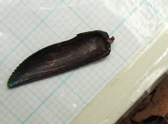 Chrysochroini