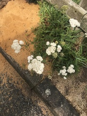 Achillea millefolium
