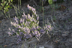 Muraltia satureioides