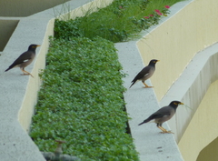 Acridotheres tristis