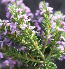 Muraltia satureioides