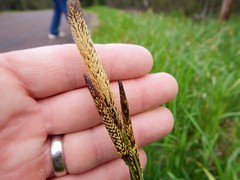 Carex lacustris