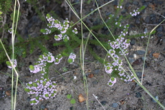 Muraltia satureioides