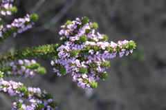 Muraltia satureioides