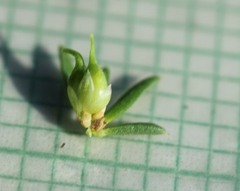 Muraltia satureioides
