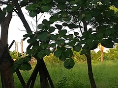 Neonauclea reticulata