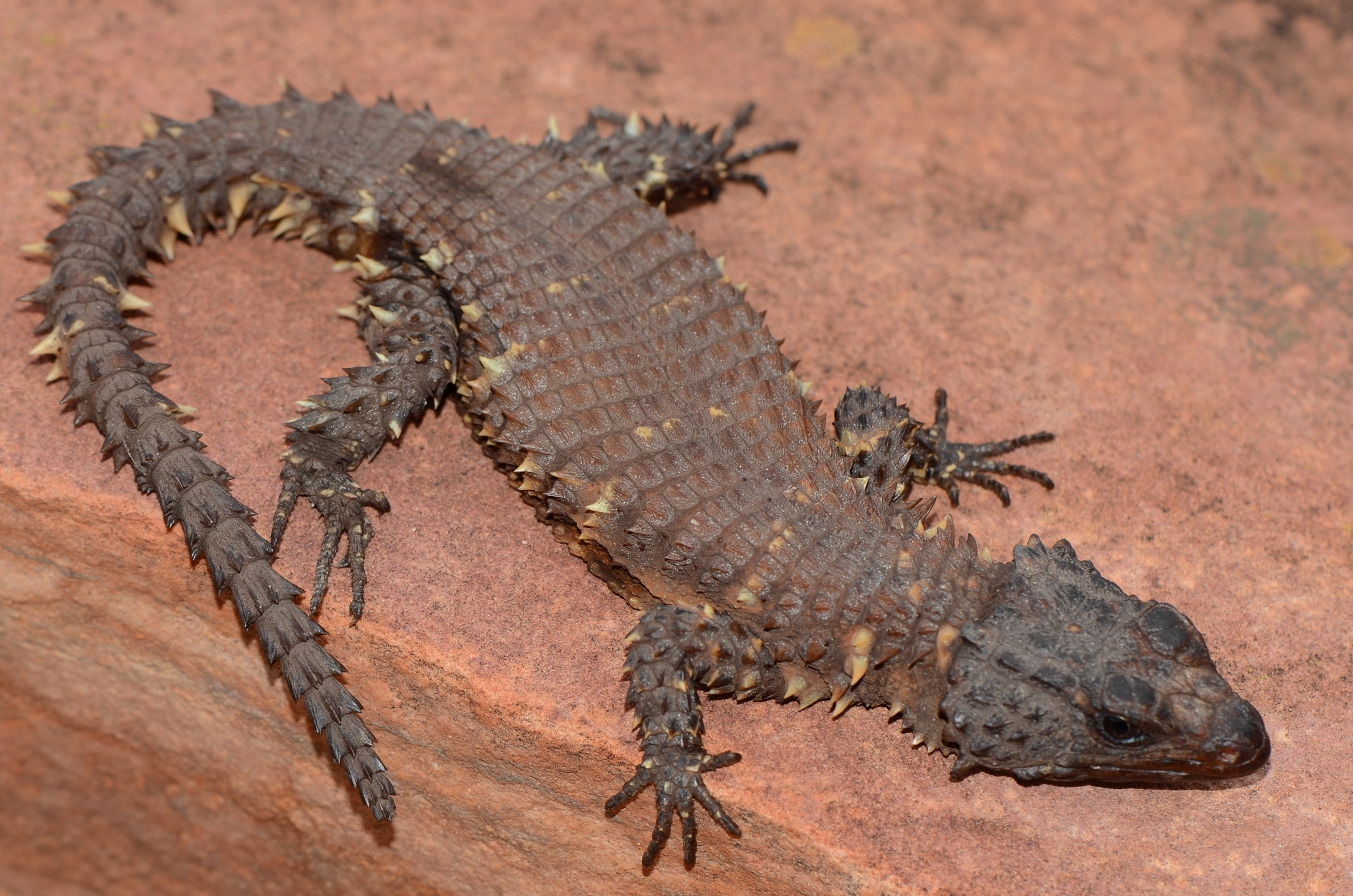 Dragon Girdled Lizards (Genus Smaug) · iNaturalist Canada