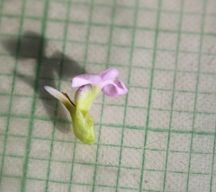 Muraltia satureioides