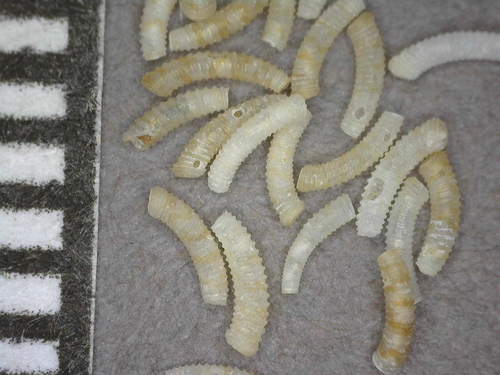 Caecum sepimentum observed 2014-07-20