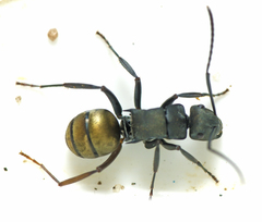 Polyrhachis tubifera