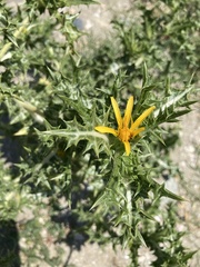Scolymus