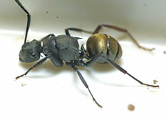 Polyrhachis tubifera