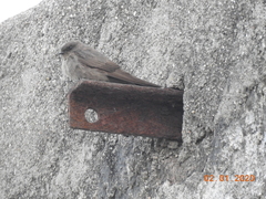 Ptyonoprogne concolor