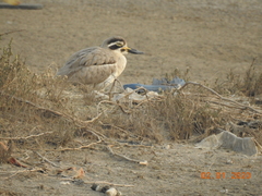 Esacus recurvirostris