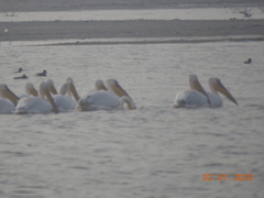 Pelecanus onocrotalus