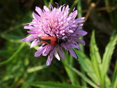 Stictoleptura cordigera