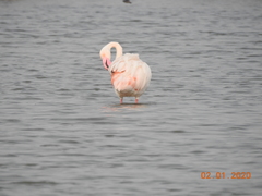 Phoenicopterus roseus