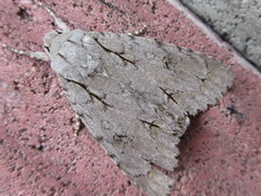 Acronicta major