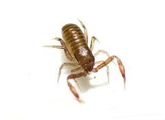 Anaulacodithella