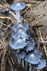 Coprinopsis macrocephala