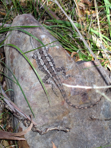 Jacky Dragon, photo 6 of 7