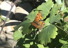 Polygonia c-album