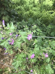 Malva sylvestris