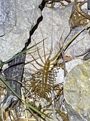 Scutigera linceci