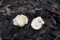 Cortinarius austroalbidus