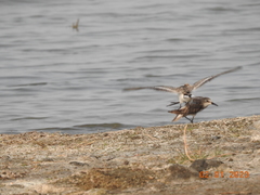 Calidris minuta