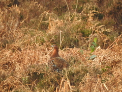 Lagopus lagopus scotica