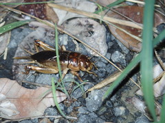Tarbinskiellus portentosus