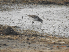 Calidris minuta