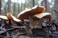 Cortinarius austroalbidus