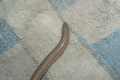 Lerista lineopunctulata