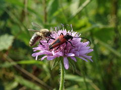 Stictoleptura cordigera