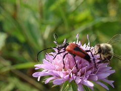 Stictoleptura cordigera