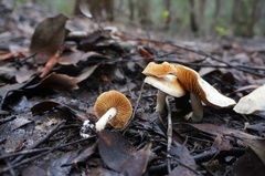 Cortinarius austroalbidus