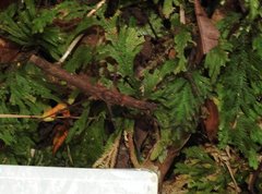 Neohirasea hongkongensis