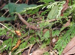 Neohirasea hongkongensis