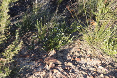 Phylica callosa