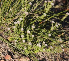 Phylica callosa