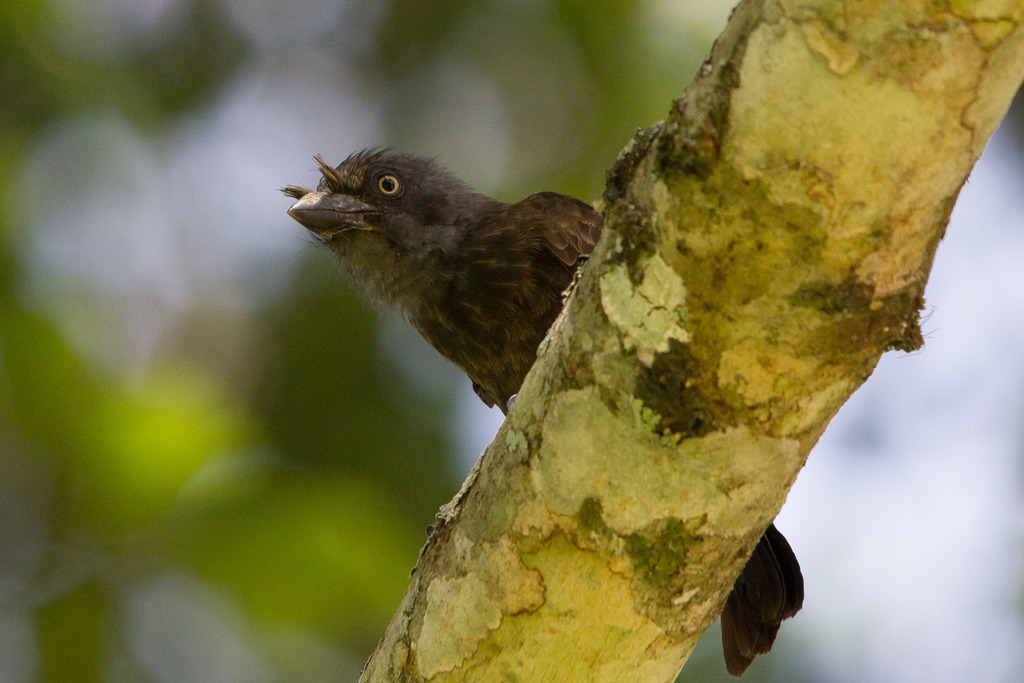 Gray-throated Barbet photo