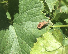 Coreus marginatus