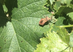 Coreus marginatus