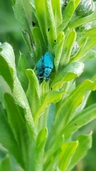Phyllobius thalassinus