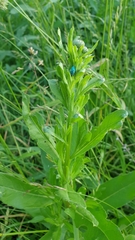 Phyllobius thalassinus